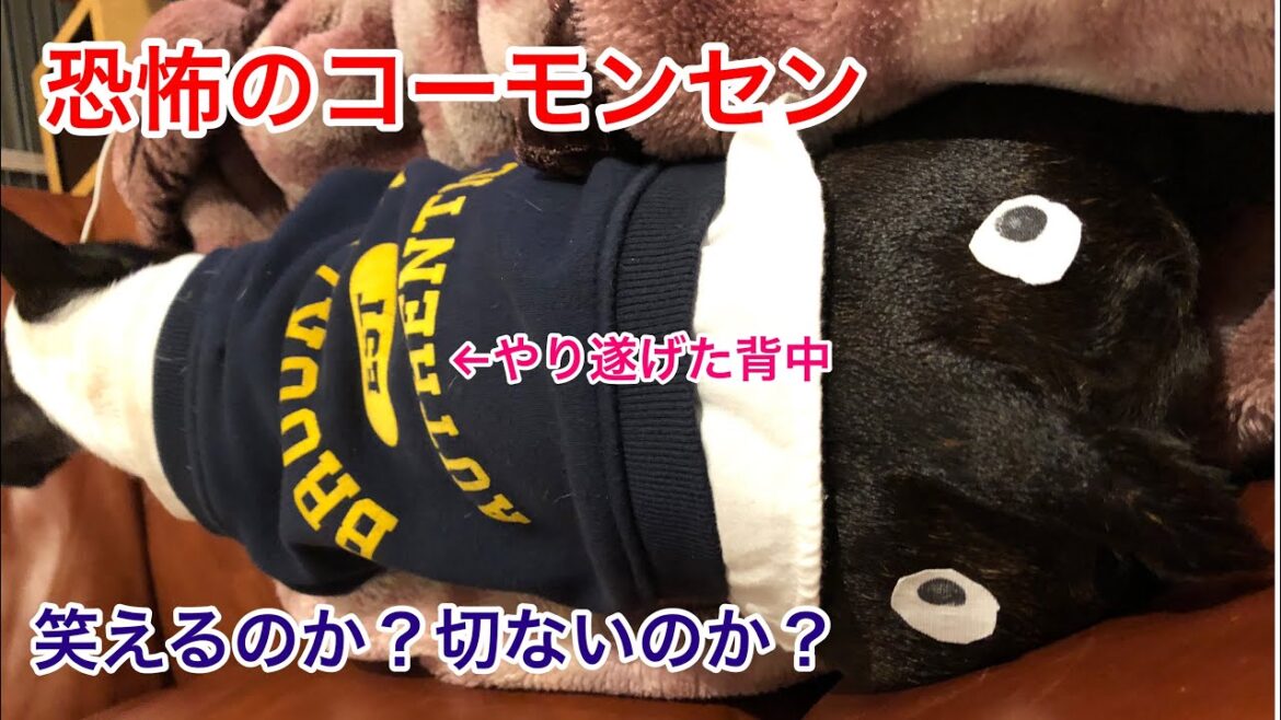 恐怖の肛門腺絞り…ボストンテリアきいろ耐え抜きました！