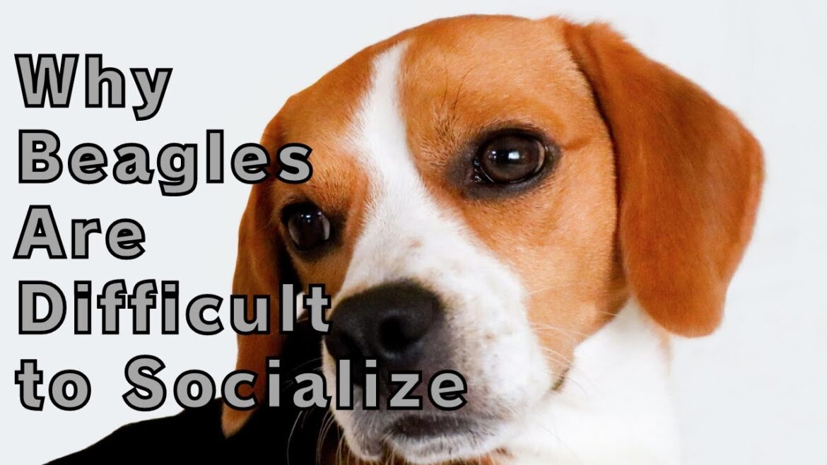ビーグルの社会化が難しい理由　【犬の社会化】