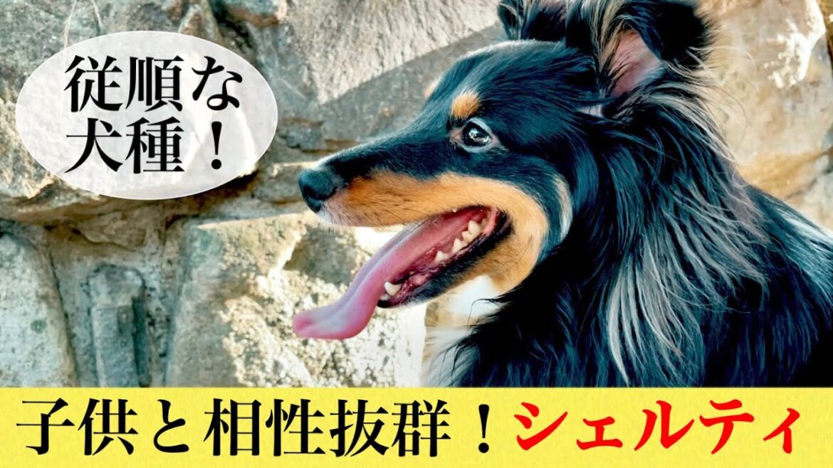 賢い従順な犬種シェットランドシープドッグ！子どもとの相性も抜群！癒し系トライカラーのボーディちゃんとお散歩❤︎温厚だけど走る時は全力！