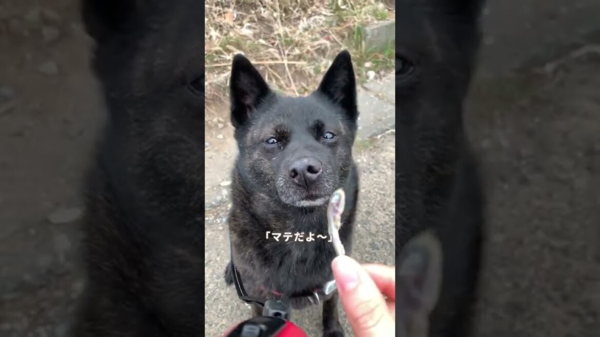 【甲斐犬】狩猟犬のムキ顔は迫力満点　#Shorts