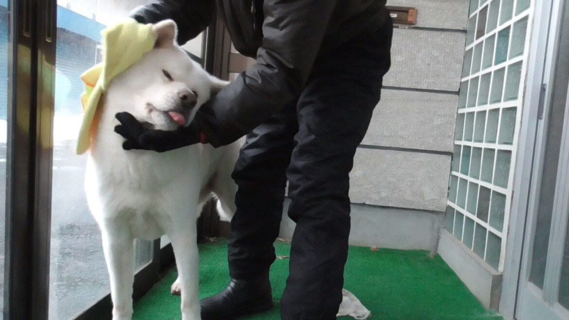 【秋田犬ゆうき】季節外れの雨で濡れた体はしっかり拭いて貰いカゼをひかないよう暖まる【akita dog】