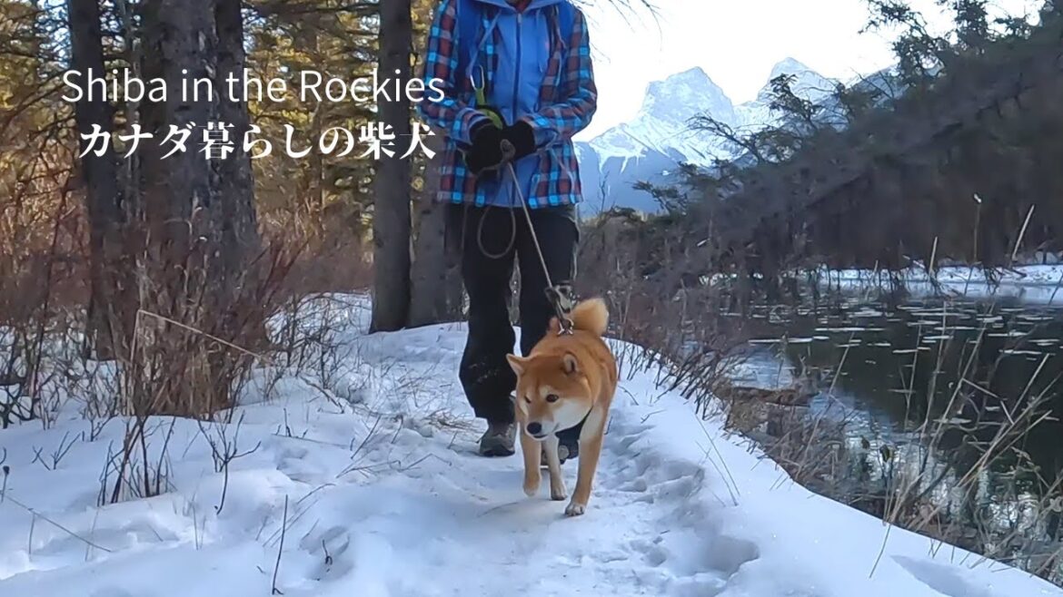 理想を求め、うんちをする場所に一切の妥協を許さない柴犬ナラ。 理想を求め、うんちをする場所に一切の妥協を許さない柴犬ナラ。