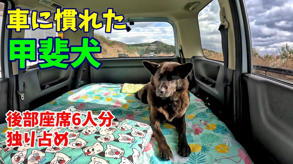 セレナに乗車の甲斐犬-　甲斐犬いち