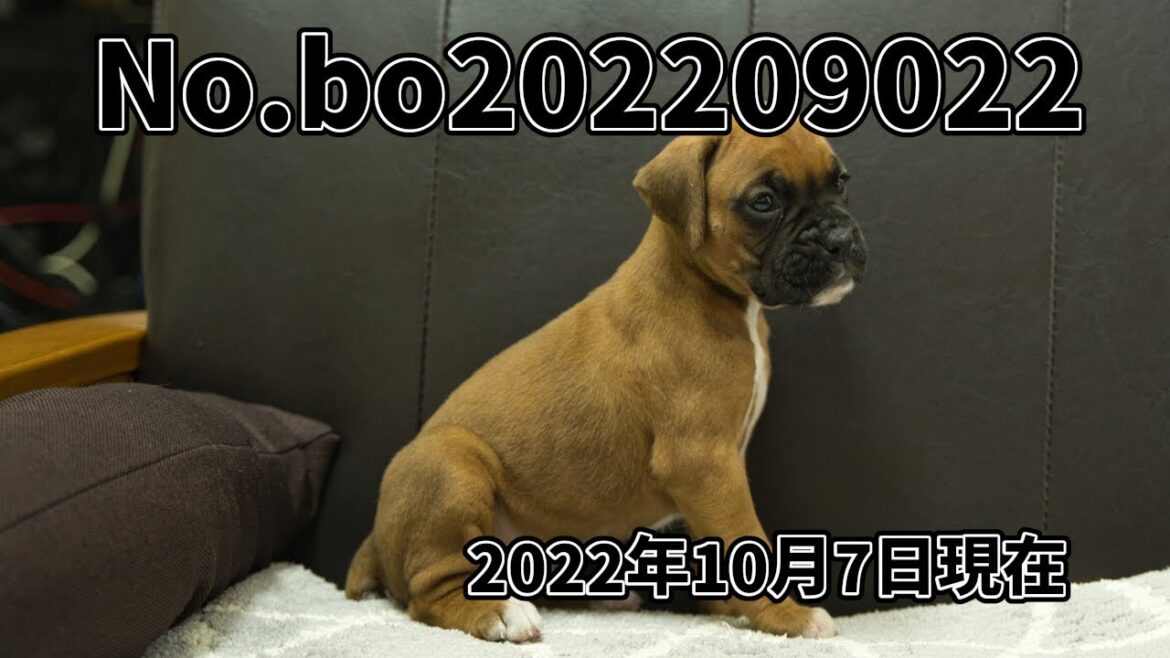 ボクサー犬の子犬販売 No.bo202209022 静岡県浜松市のブリーダー 2022年9月2日生 10月7日現在