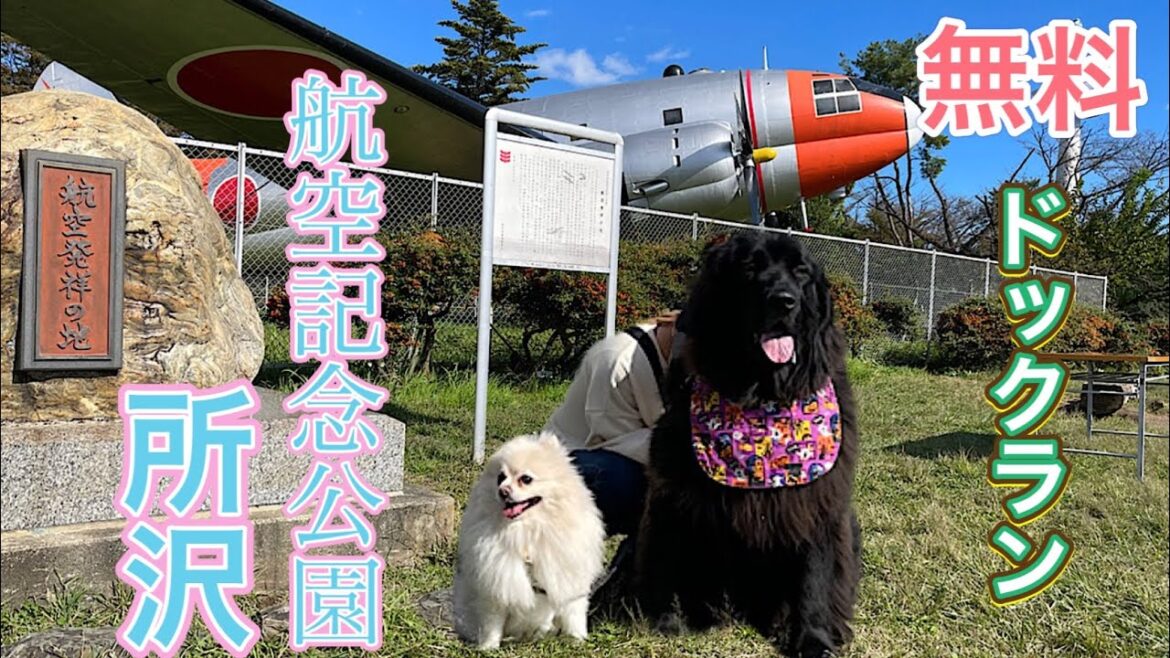 【所沢航空記念公園】無料ドックラン♪ ニューファンドランド　超大型犬　大型犬　ポメラニアン　デカポメ