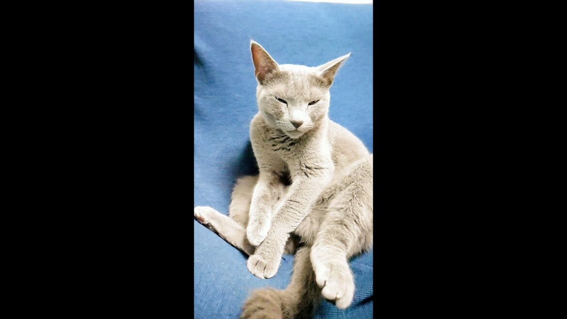 【猫動画】ヤンキー座りチックなロシアンブルー【russianbule】#shorts　Yankee-sitting Russian Blue