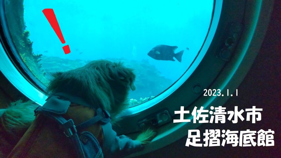 【ノーフォークテリア】足摺海底館行ってきた！