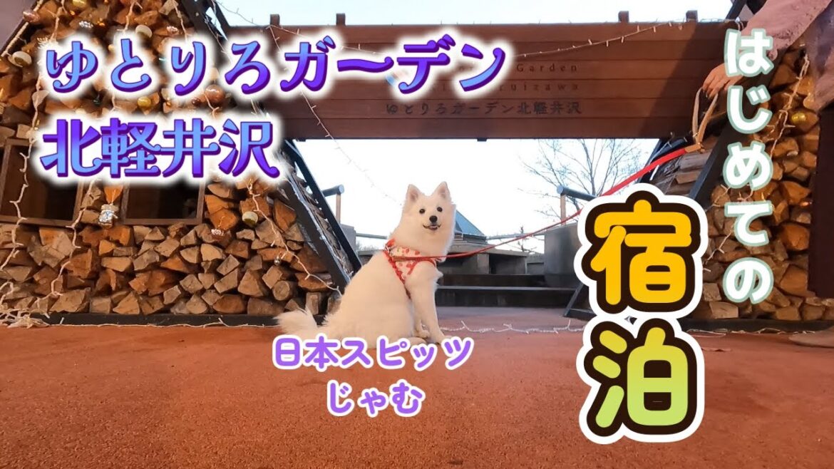 初めての宿泊【日本スピッツじゃむとゆとりろ】