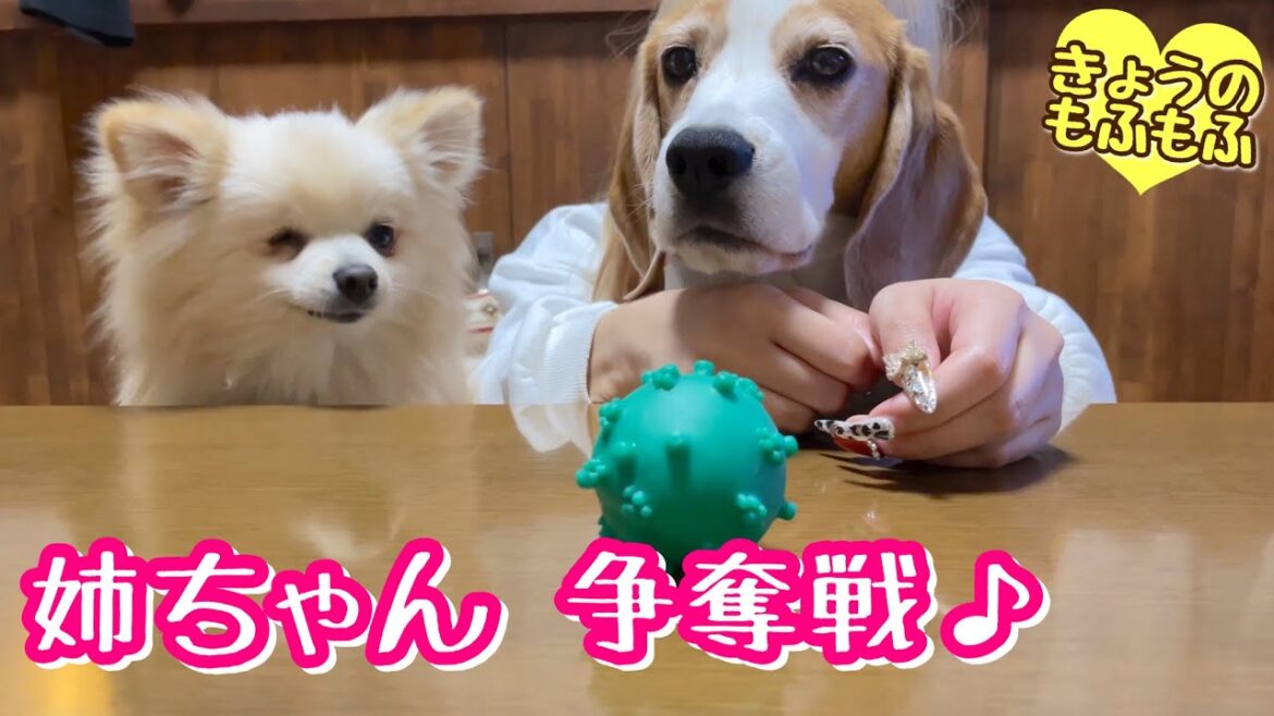 パパも姉ちゃんも大好きなもふず【ビーグルさつきとポメ梵天】