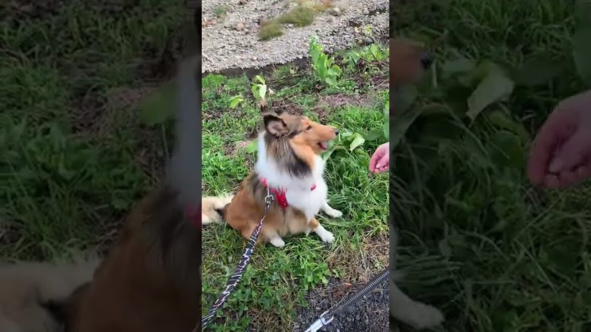 散歩中のご褒美に興奮するラフコリーとゴールデンレトリバー