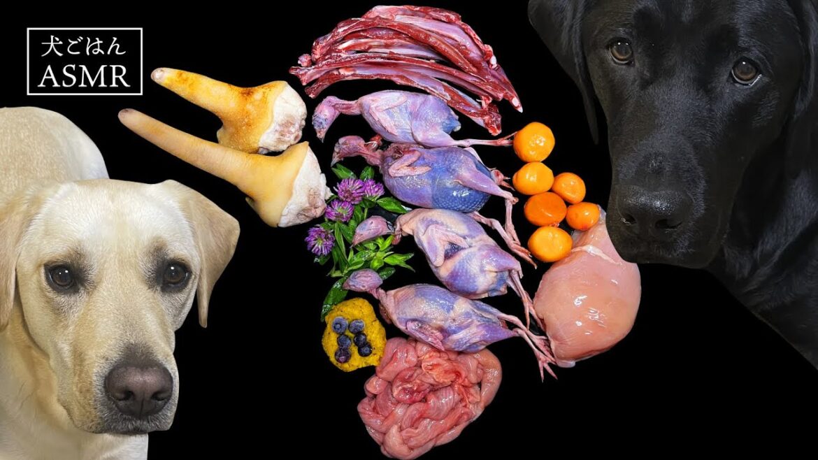 【ASMR 犬ごはん】うずら丸ごとを豪快に食べちゃうラブラドールレトリバーの咀嚼音/Raw Feeding/Dogs asmr 【ASMR 犬ごはん】うずら丸ごとを豪快に食べちゃうラブラドールレトリバーの咀嚼音/Raw Feeding/Dogs asmr