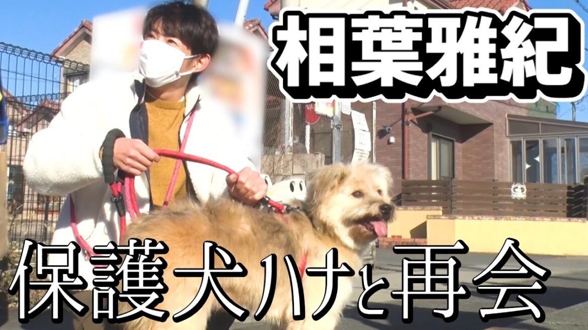 【保護犬】相葉くんが感情を失ったマルチーズと再会【相葉雅紀】