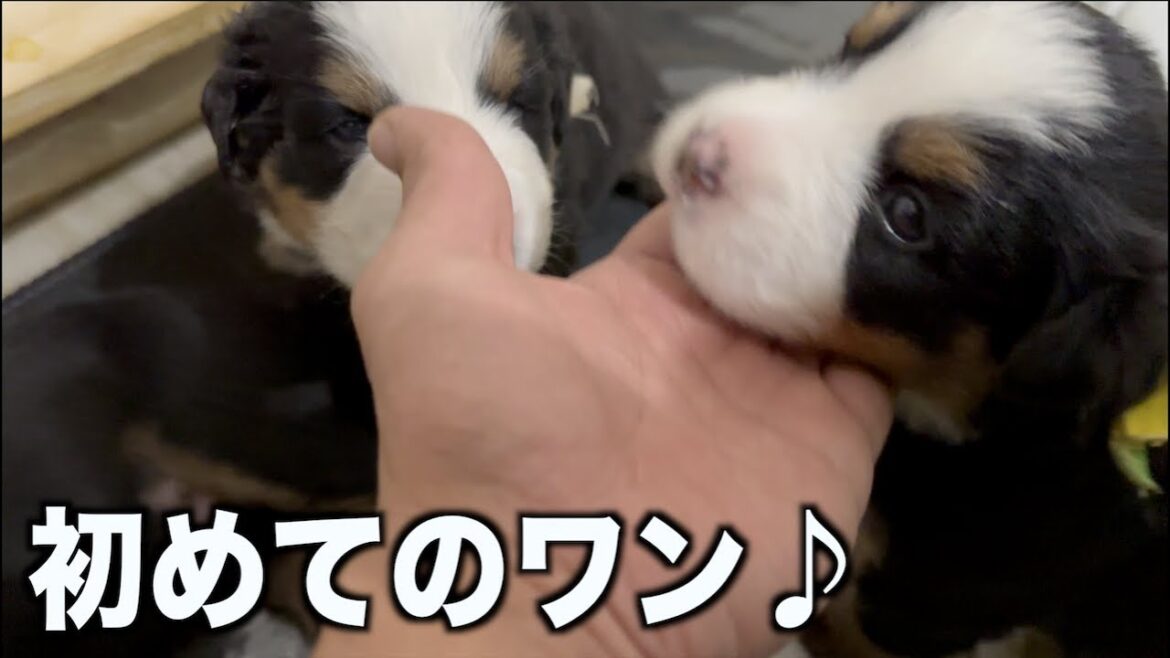 仔犬が初めてワン！言うた！