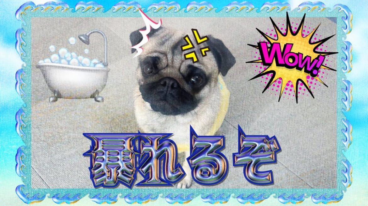 一人でキレて暴れ回る風呂上がりはちょっぴり情緒不安定なパグ
