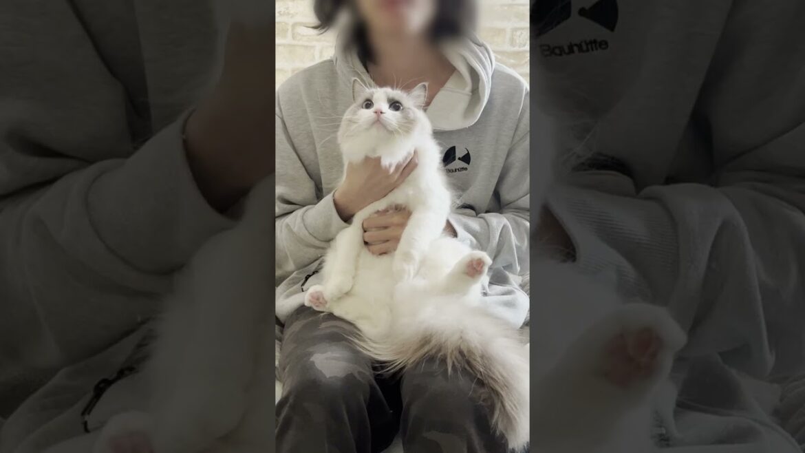 猫吸いするとイヤ鳴きする猫シリーズ5【ラグドール】【かわいい】#shorts