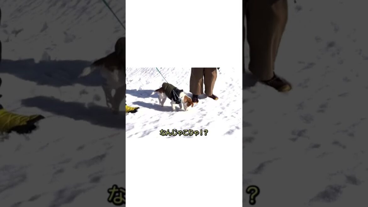 雪ってなんですのん？［しゃべる犬 ジャックラッセルテリア］#shorts