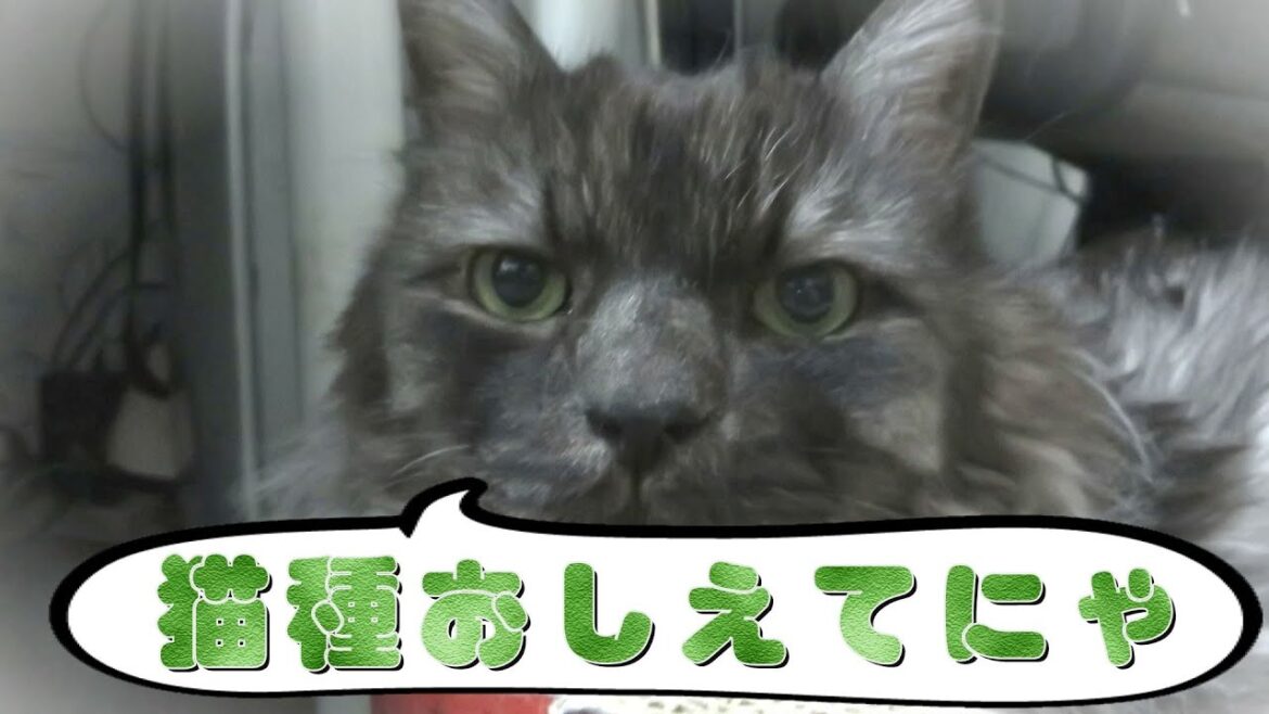 猫種不明猫　猫種教えてください！