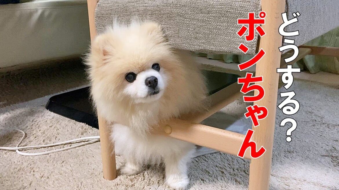 リビングの迷宮に入り込んでちょっと困ってるシニアポメラニアン