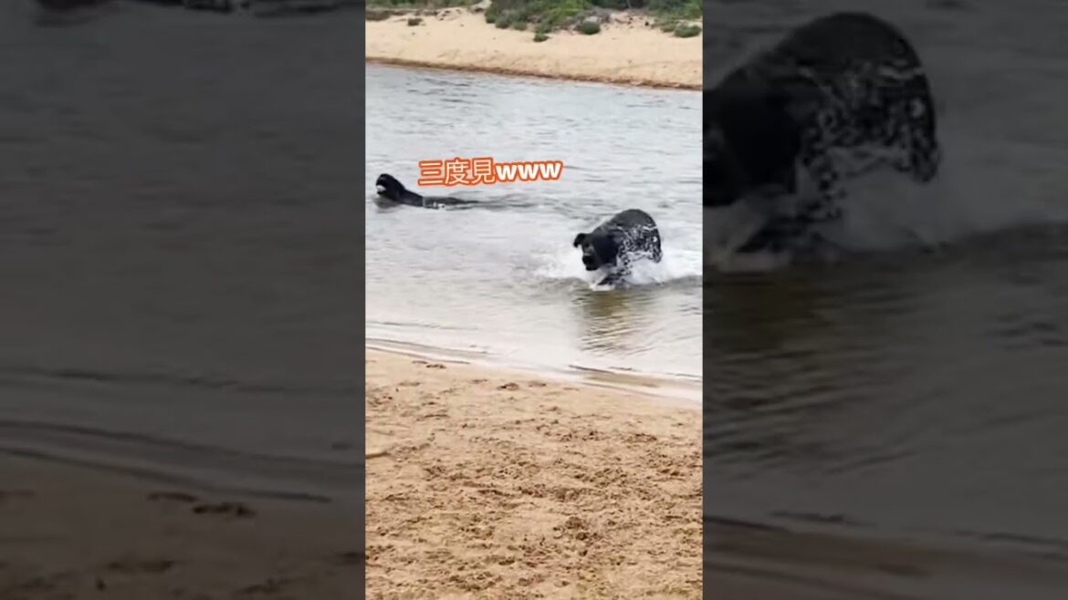 病み上がりの愛犬の走る姿が泣ける