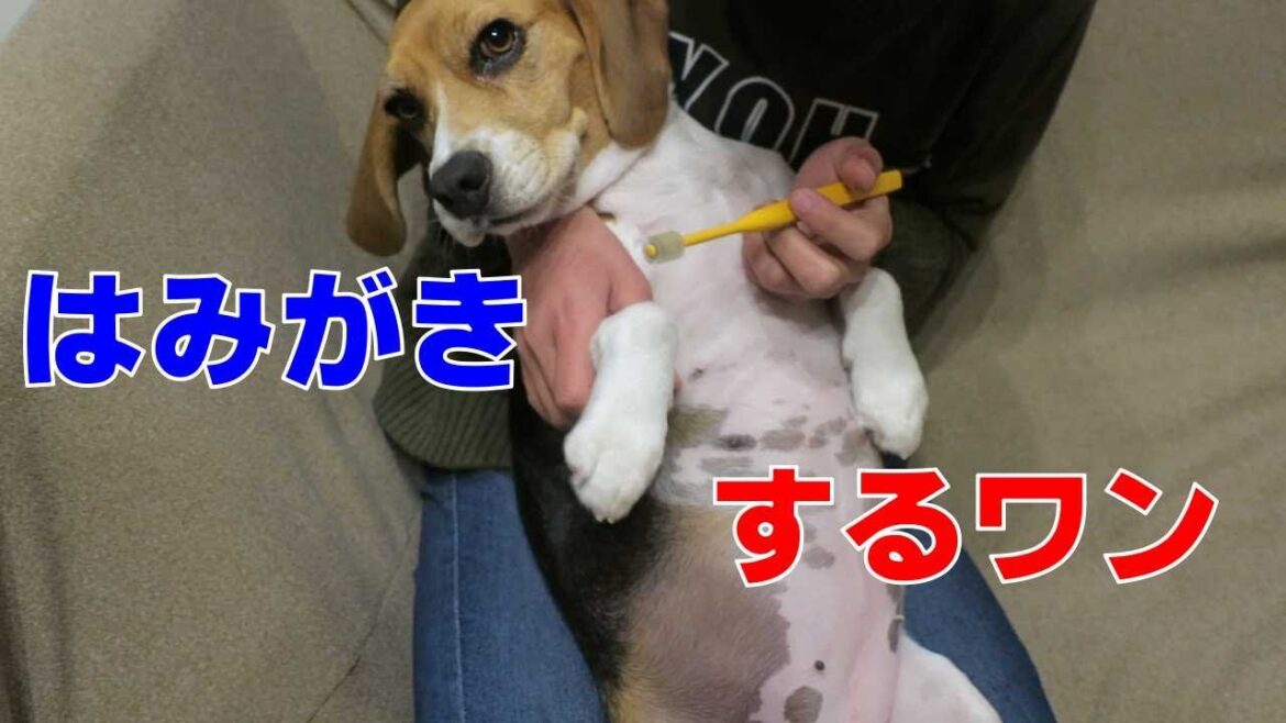 みんなではみがき 【おてんばビーグルふくちゃん】その214