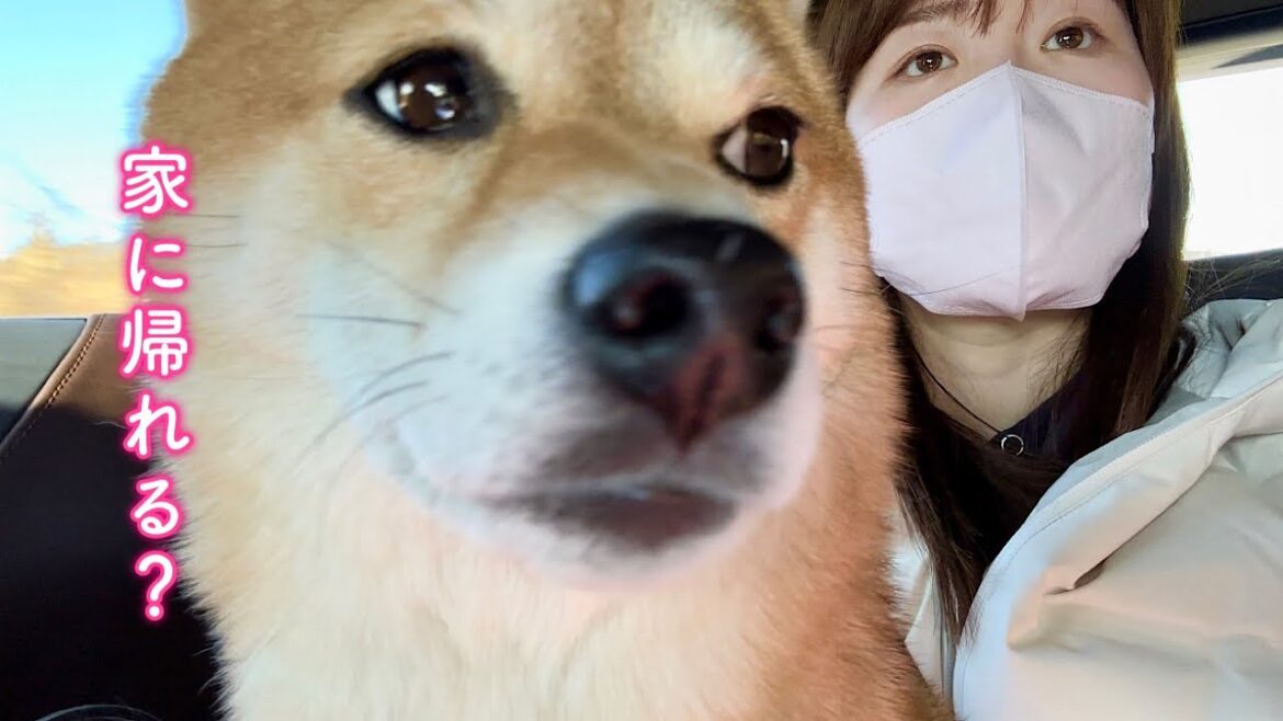 誕生日旅行の移動中まさかのハプニングに見舞われ戸惑う柴犬家族
