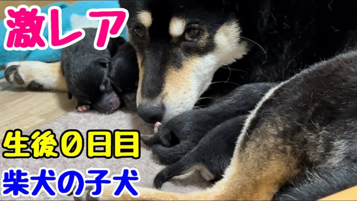 【柴犬 子犬】産まれたばかりの我が子を守る母犬が尊すぎた