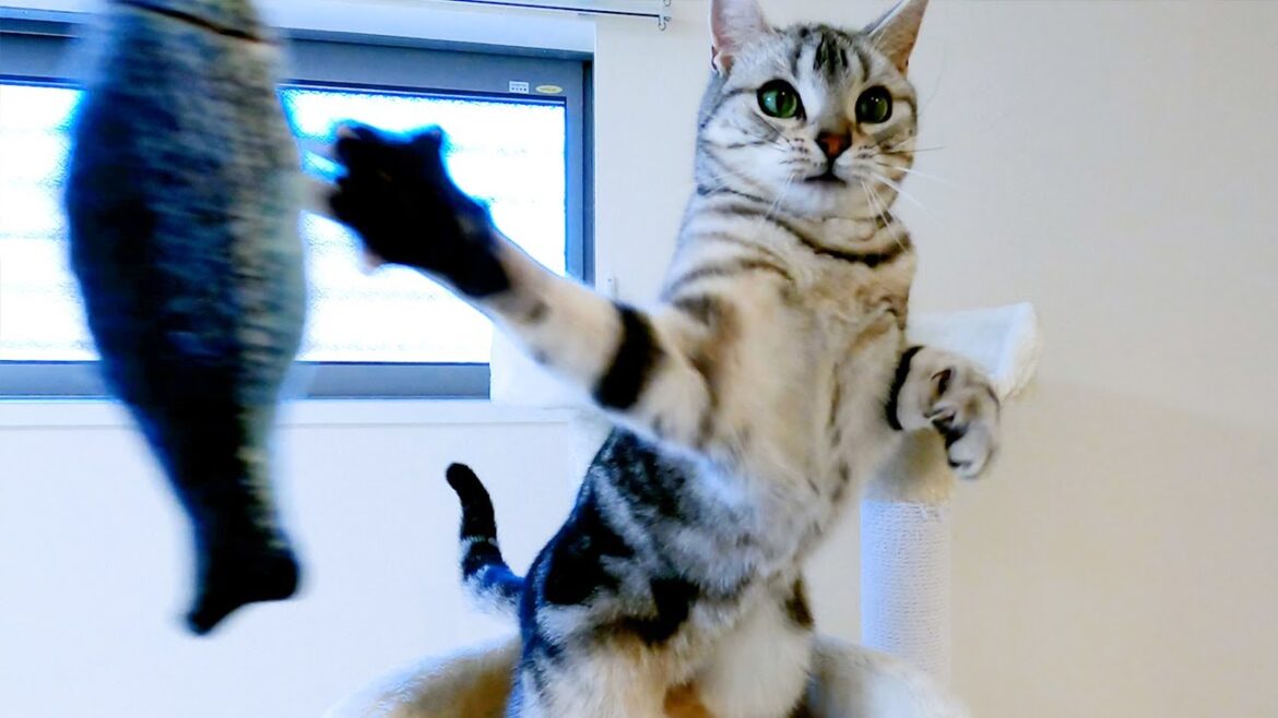 じゃらしにボクサー顔負けのパンチを繰り出す猫はこちら【アメリカンショートヘアー】