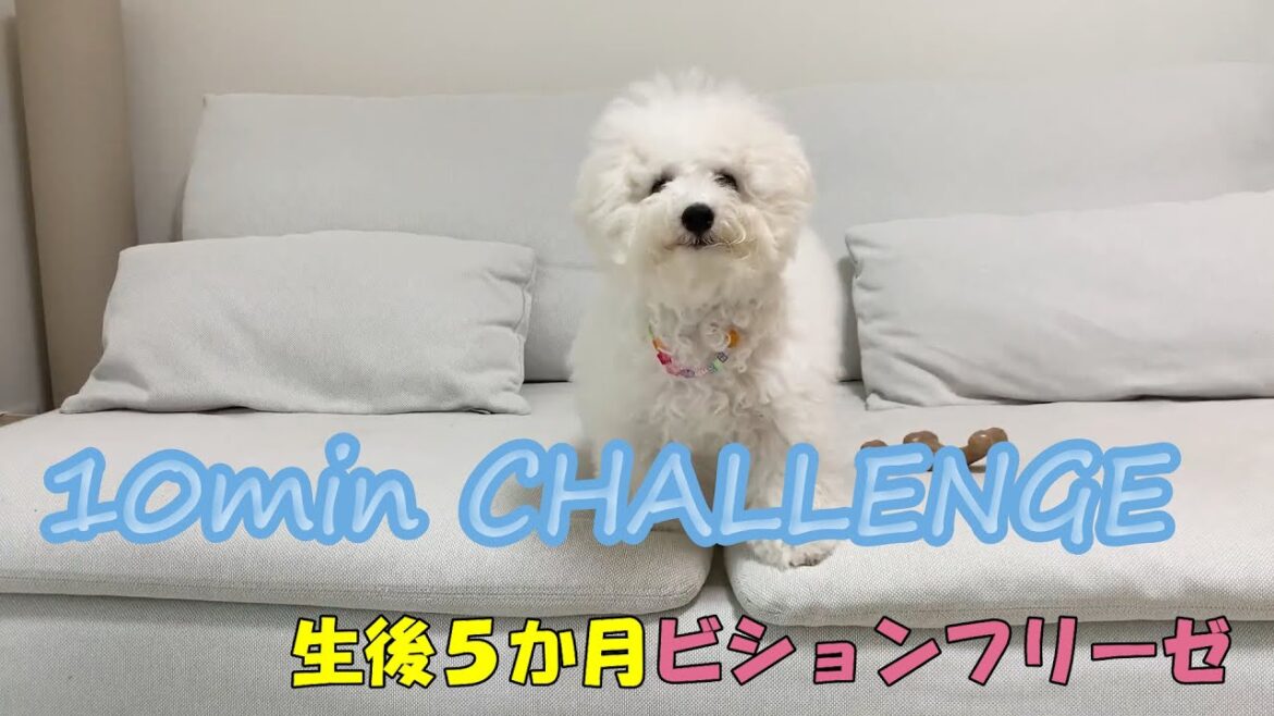 【ビションフリーゼ】噛み癖防止アイテム見つけました！中毒性やばし！
