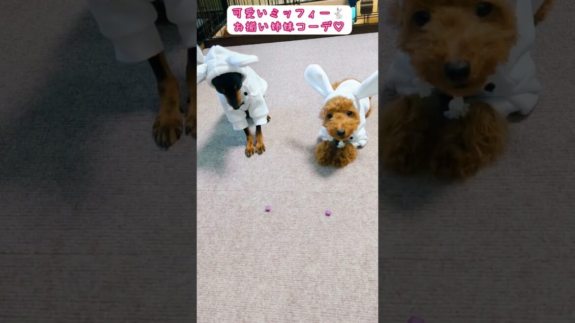 ミッフィー🐰のお揃いコーデしてみた姉妹犬 #ミニチュアピンシャー #トイプードル #犬 #姉妹 #ミッフィー #お揃い #コーデ #可愛い #shorts