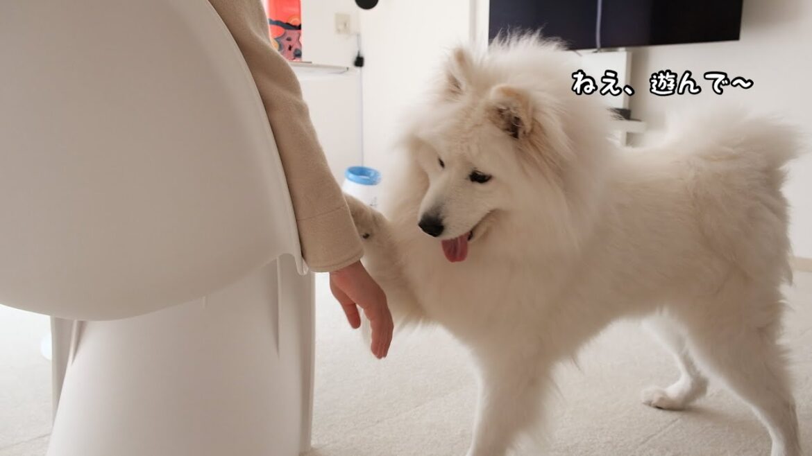 飼い主にかまってほしくてひたすら甘えてくる犬【サモエド】A dog that just wants to be bothered by its owner and pamper him【samoyed 飼い主にかまってほしくてひたすら甘えてくる犬【サモエド】A dog that just wants to be bothered by its owner and pamper him【samoyed