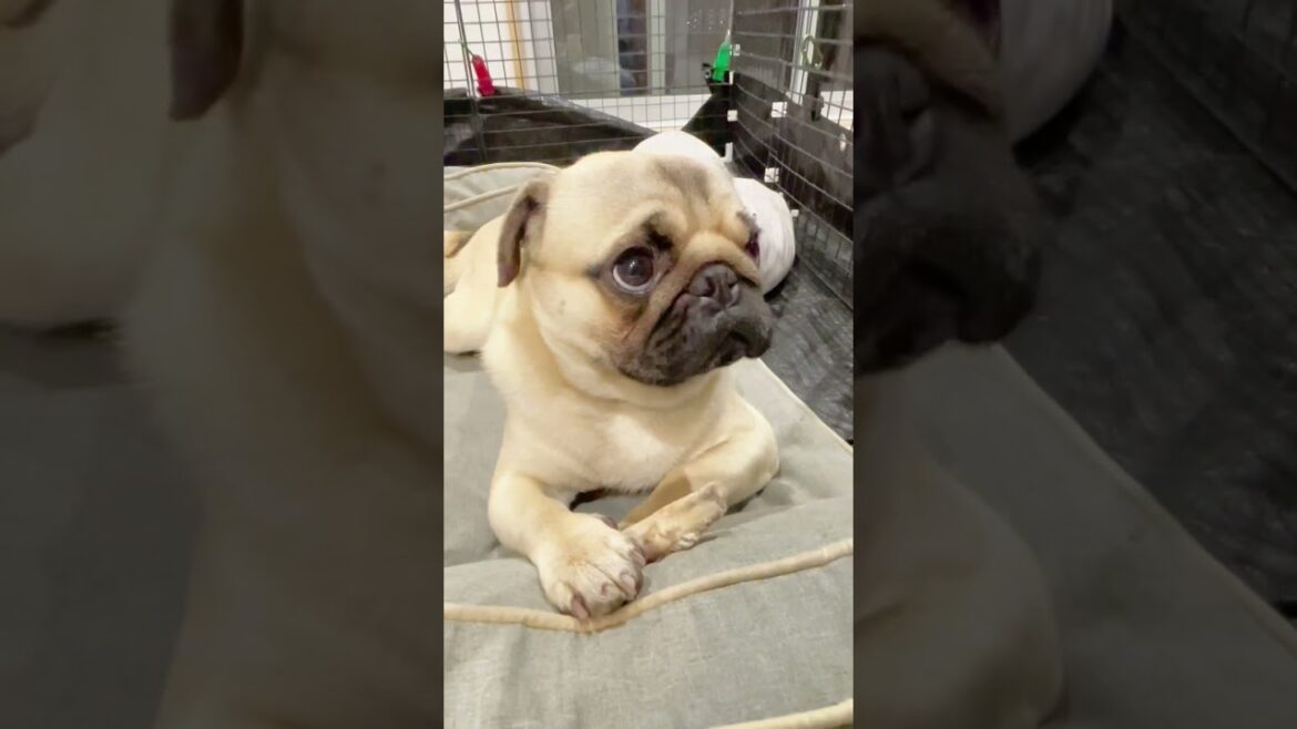 [パグ]弟犬の鳴き声にﾋﾞｯｸﾘ😳顔が四角に (His face became square.)  #shorts