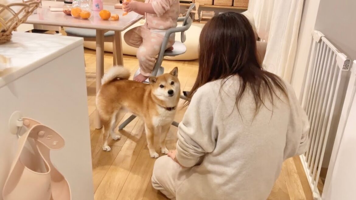 掃除機に吸われたい願望が強すぎた柴犬