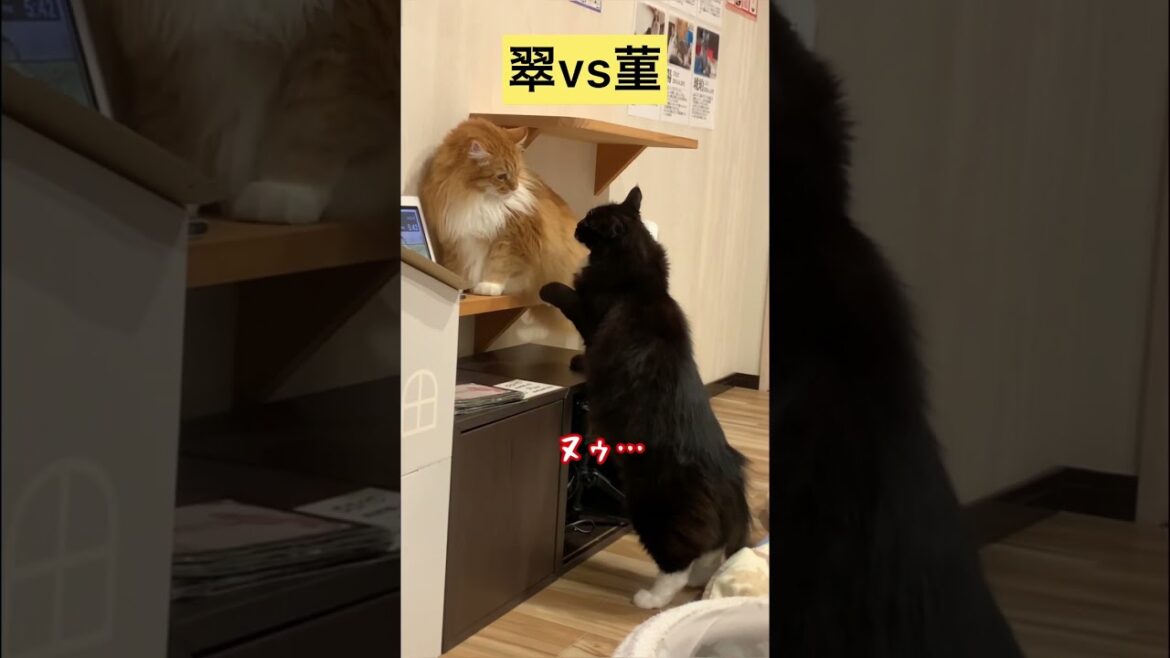 【メインクーン】翠vs菫〜お兄ちゃんは知将 #メインクーン #猫動画おもしろい #かわいい猫 #茶トラ #白黒猫