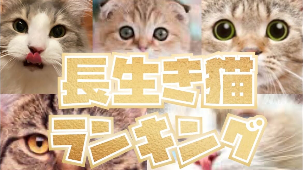 猫の長生きランキング　ベスト8！！【ノルウェージャンフォレストキャット】