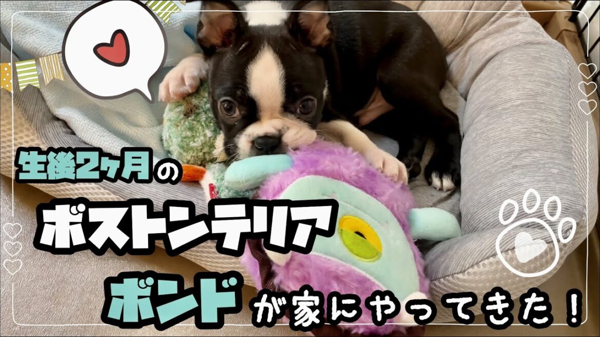 【ボストンテリアお迎え】生後2ヶ月の子犬が家にやってきた！当日の様子・前編