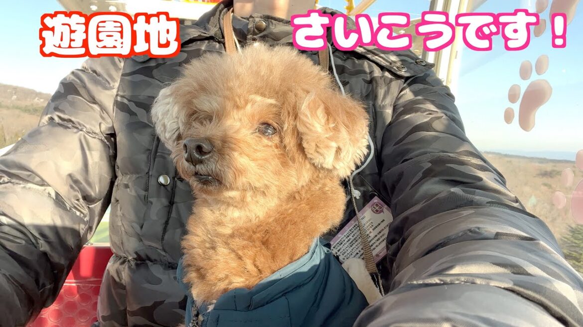 【旅行】遊園地の乗り物に子供の様に楽しむ兄犬が可愛い！