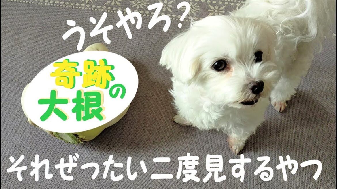 二度見必至!!まるで○○!!奇跡のおもしろ大根と元保護犬マルチーズ