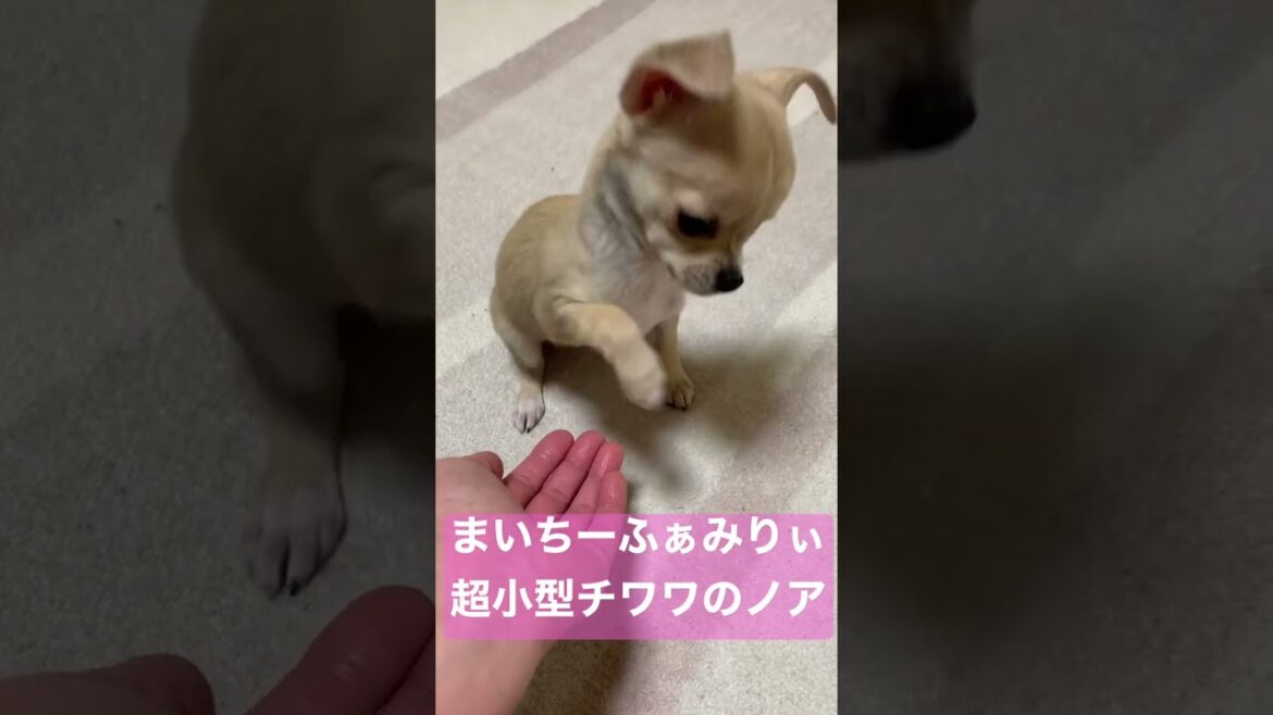 お手するだけでよろけちゃう『チワワのノア』#shorts