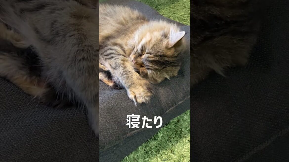 【2023】猫たちの正月の過ごし方【サイベリアン・ノルウェージャン・多頭飼い】 #shorts 【2023】猫たちの正月の過ごし方【サイベリアン・ノルウェージャン・多頭飼い】 #shorts