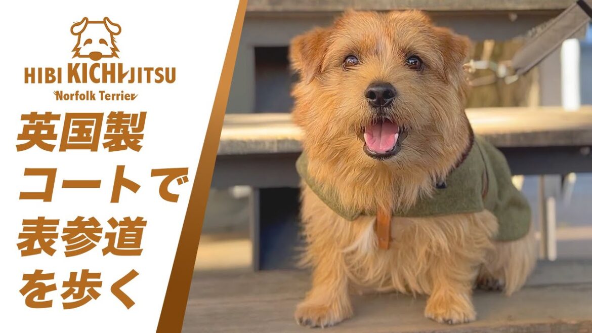 愛犬キチ  お正月の朝に表参道をお散歩♪【ノーフォークテリア  norfolkterrier  muttsandhounds 】
