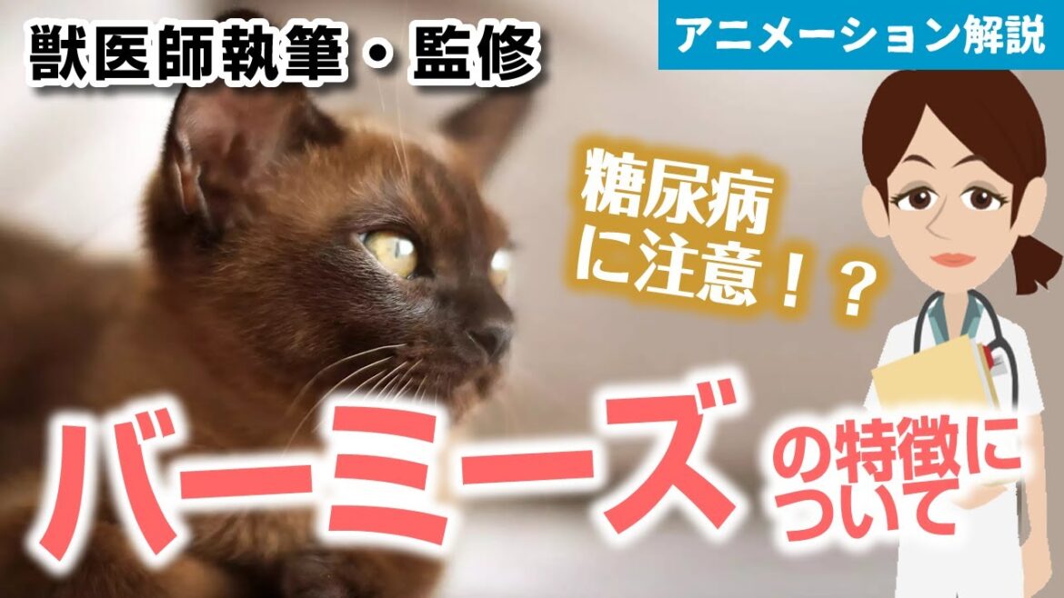 バーミーズの特徴や気を付けたい病気など【獣医師執筆監修】 バーミーズの特徴や気を付けたい病気など【獣医師執筆監修】