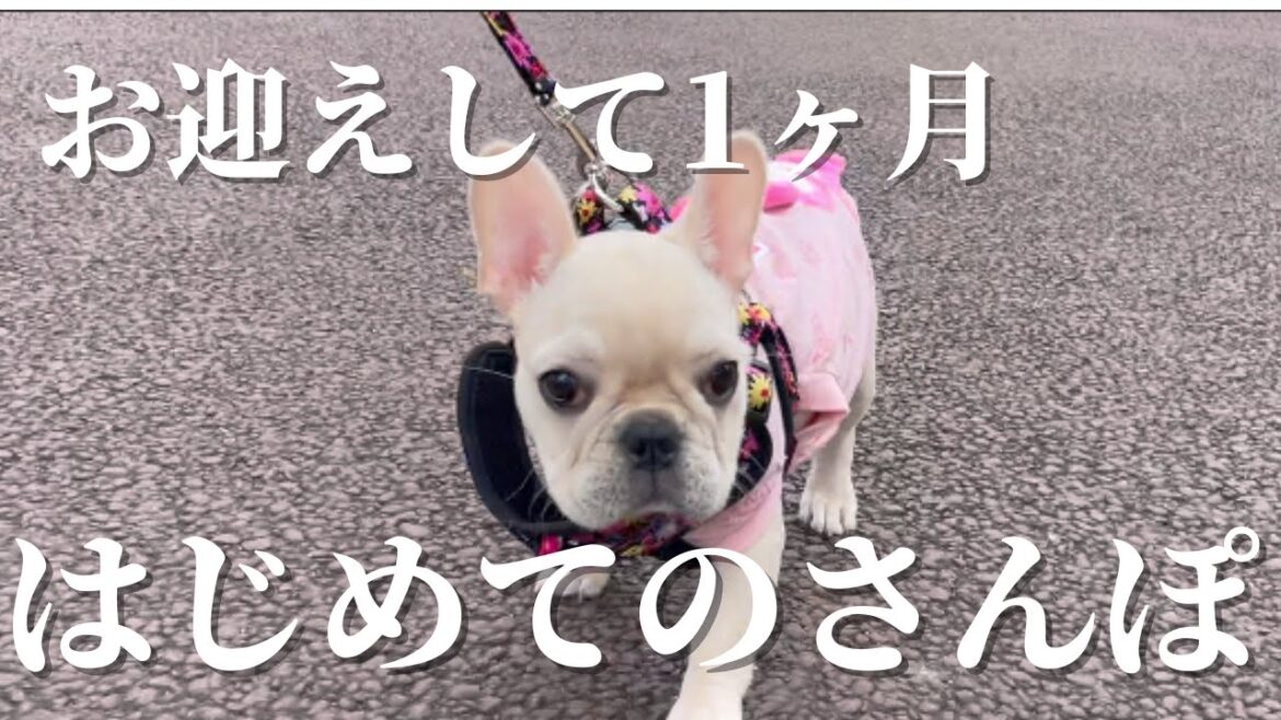 フレンチブルドッグみるく お迎え1ヶ月&はじめてのさんぽ