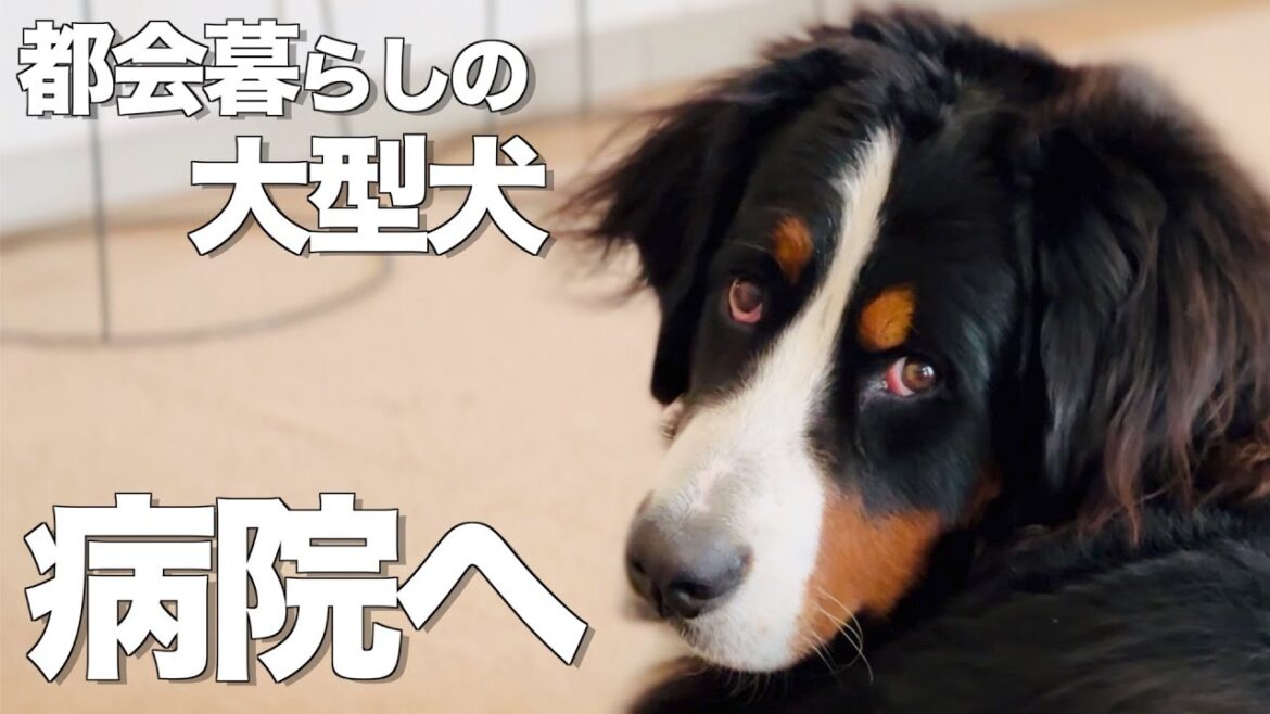 バーニーズマウンテンドッグの目の赤さが気になり病院へ行ってきました