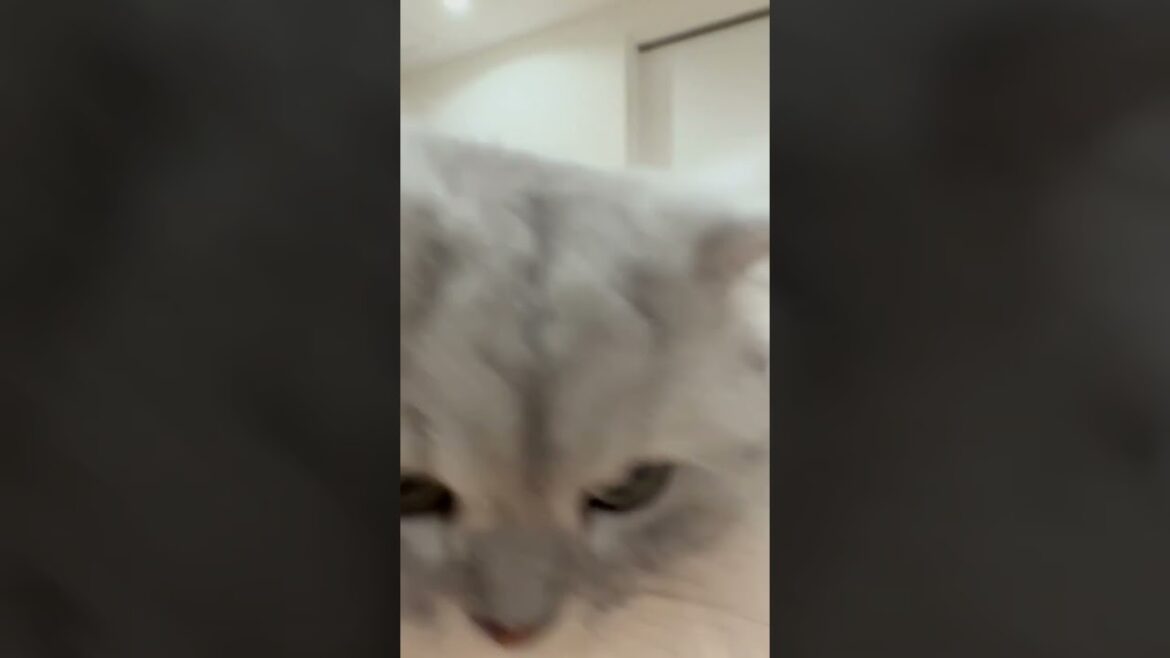 【うっかり？】舌をしまい忘れている猫 【サイベリアン】 #Shorts