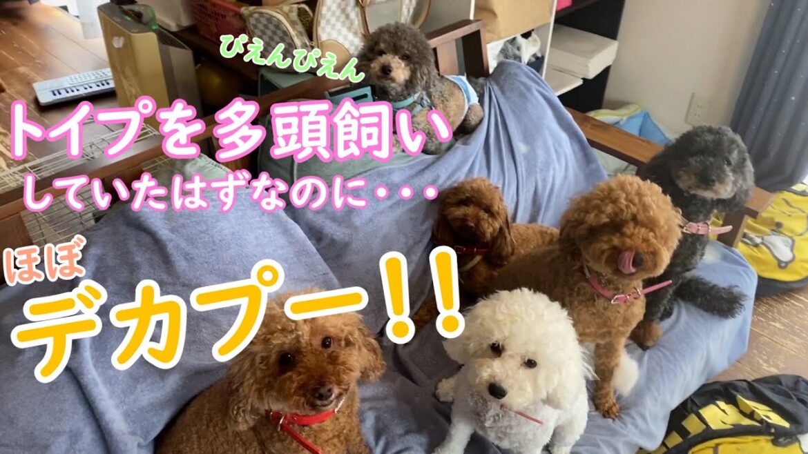 デカプー？！トイプードルを多頭飼いしていたはずなんですが。
