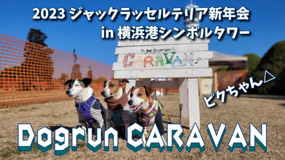 【2023 ドッグラン・キャラバン】ジャックラッセルテリア新年会 in横浜港シンボルタワー　#ジャックラッセルテリア🐶
