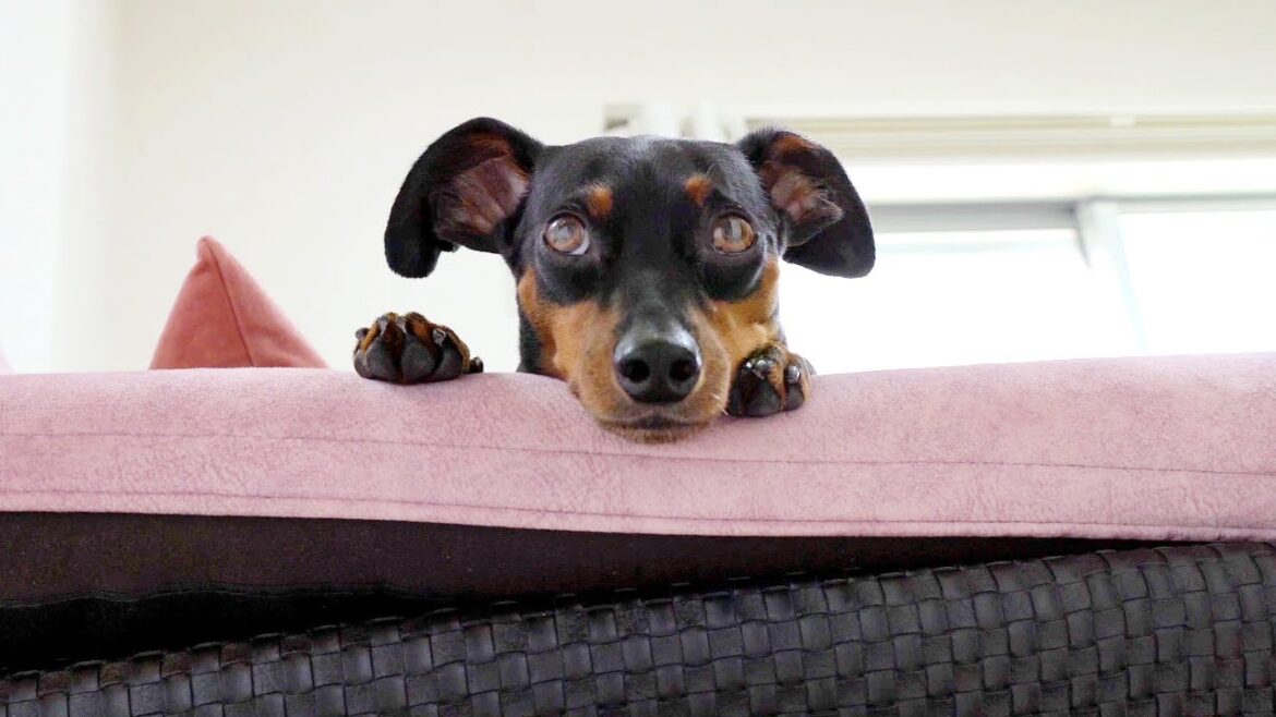 一日中ストーカーしてくる犬たちの監視体制