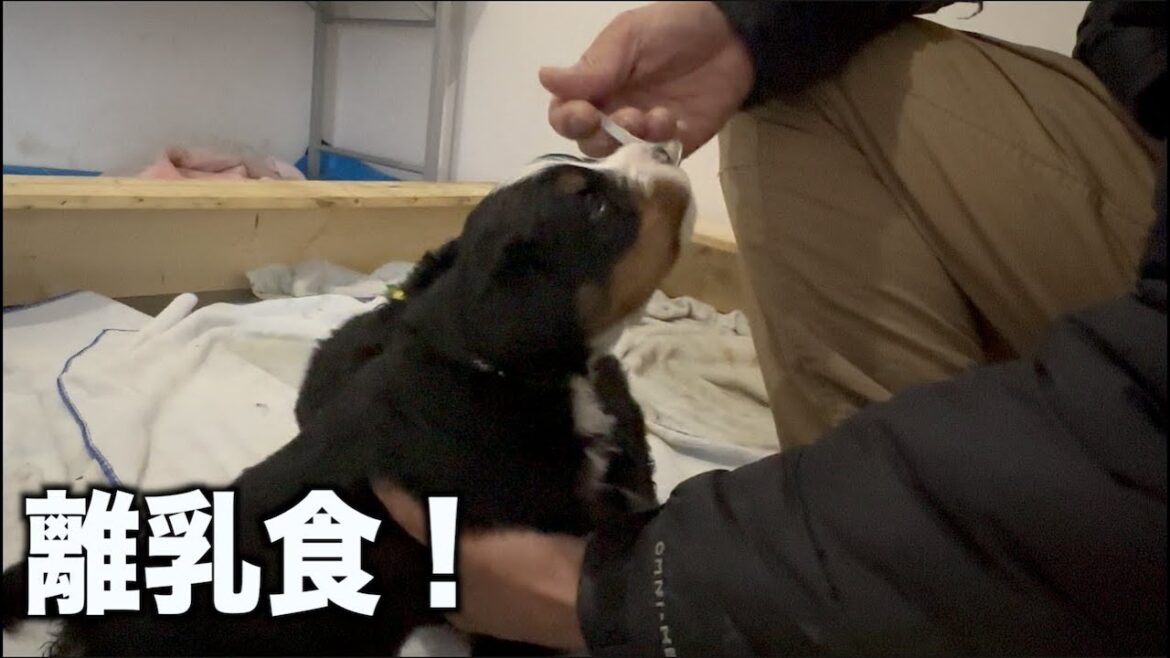 ちびっ子たちの離乳食はじめました！