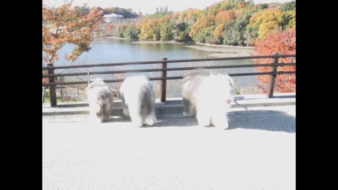 にこ：　2013年11月30日＠愛・地球博記念公園