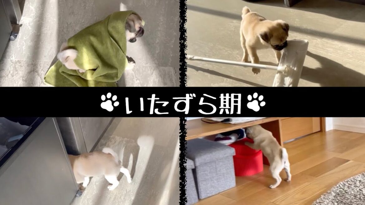 [パグ]遊ぶ！食べる！寝る！ぐんぐん成長中🐶♪ (dog play, eat, sleep)